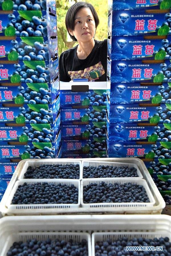 Online Blueberry Business Helps Couple Gain Profit in China's Shandong