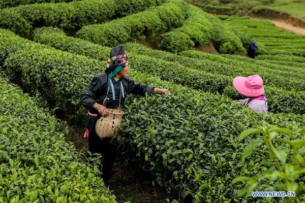 Danzhai Makes Effort to Help Poor Households to Increase Income by Promoting Online Sale of Tea