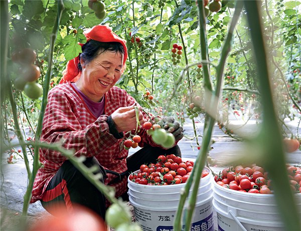 Shouguang: 'China's Hometown of Vegetables'