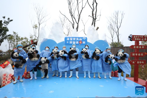 Giant Panda Cubs Make Group Appearance at Breeding Bases in Sichuan