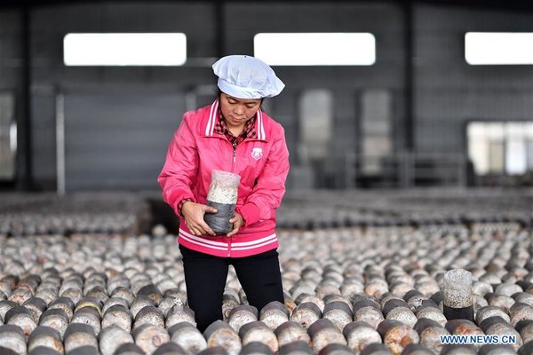 CHINA-JIANGXI-GANZHOU-AGRICULTURE-MUSHROOM (CN)