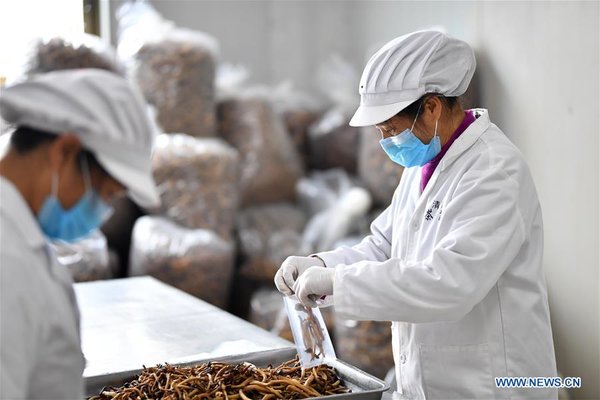 CHINA-JIANGXI-GANZHOU-AGRICULTURE-MUSHROOM (CN)