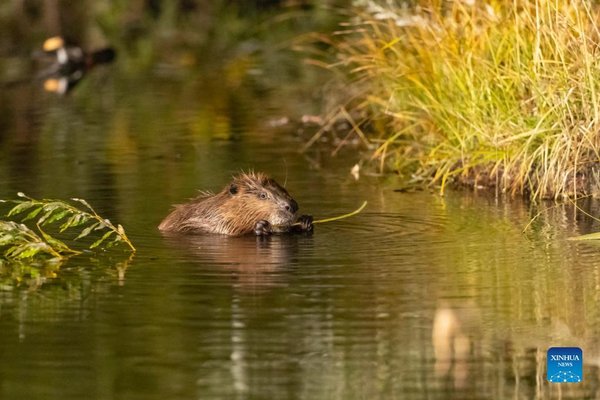 Xinjiang 'Princess Beaver' Tells Eco-Protection Efforts of Young Chinese at COP15