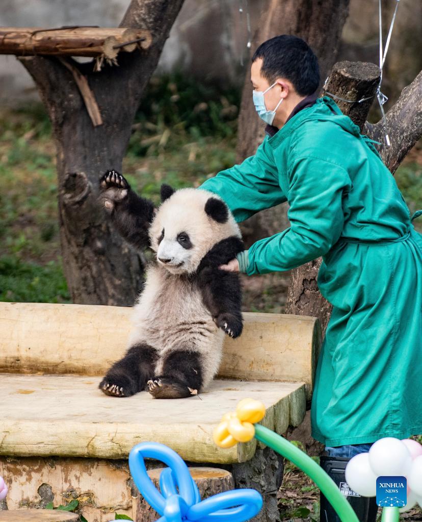 Chongqing Zoo Holds Naming Ceremony for Giant Panda Twins