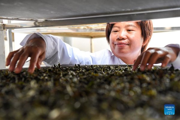 Tea Technician Helps Farmers Increase Income