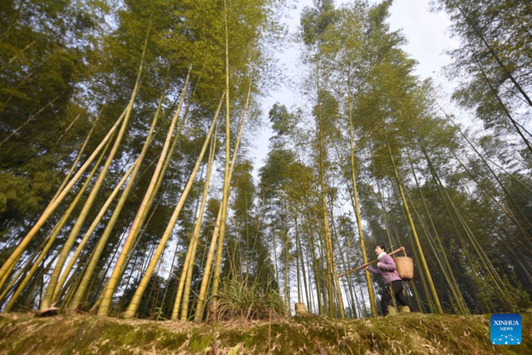 Pic Story of Rural Video Blogger in SW China's Sichuan