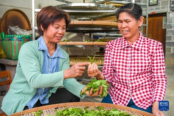 Farmer Helps Rural Residents Get Rich by Producing Handmade Tea