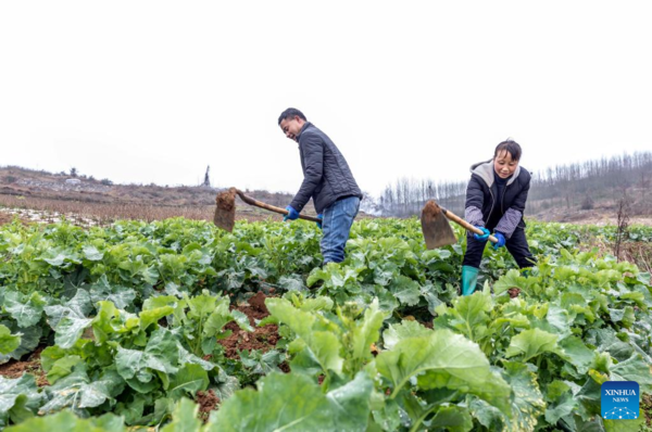 Farmers Across Guizhou Busy with Spring Agricultural Production