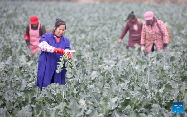 Farmers Across Guizhou Busy with Spring Agricultural Production