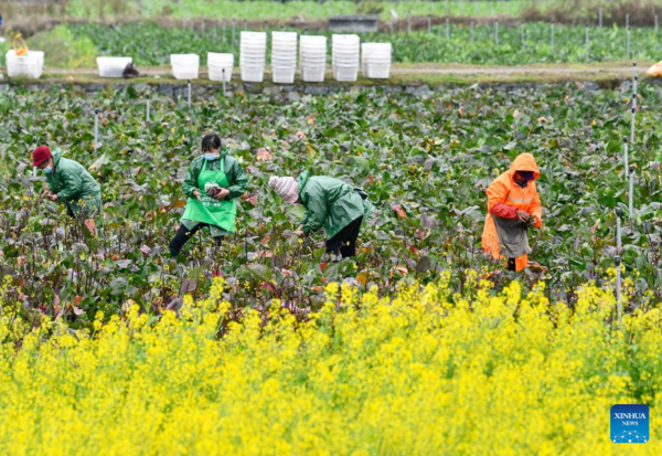 Farmers Across Guizhou Busy with Spring Agricultural Production