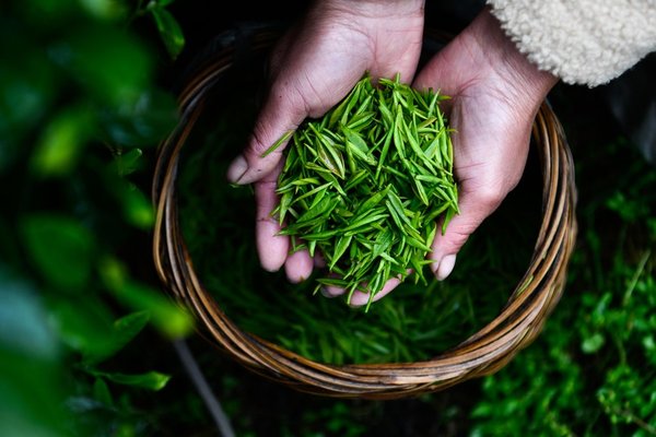 Pre-Qingming Tea Harvesting in Full Swing Across China