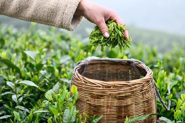 Pre-Qingming Tea Harvesting in Full Swing Across China