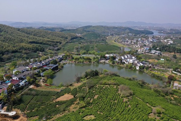 Pre-Qingming Tea Harvesting in Full Swing Across China