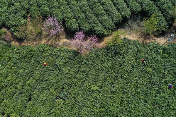 Pre-Qingming Tea Harvesting in Full Swing Across China