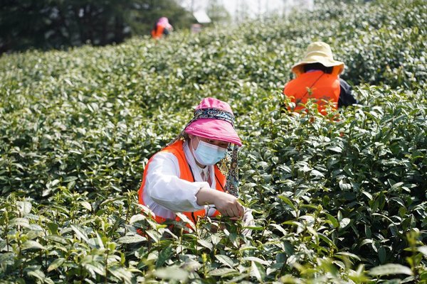 Pre-Qingming Tea Harvesting in Full Swing Across China