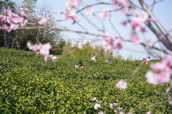 Pre-Qingming Tea Harvesting in Full Swing Across China