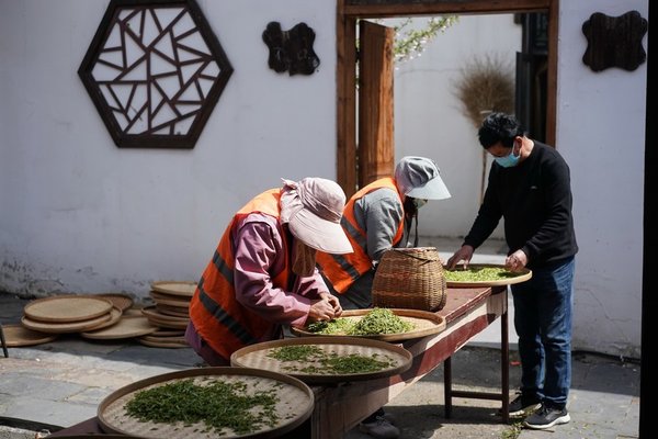 Pre-Qingming Tea Harvesting in Full Swing Across China