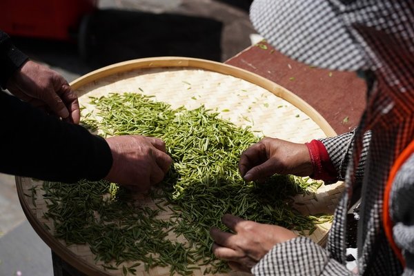 Pre-Qingming Tea Harvesting in Full Swing Across China