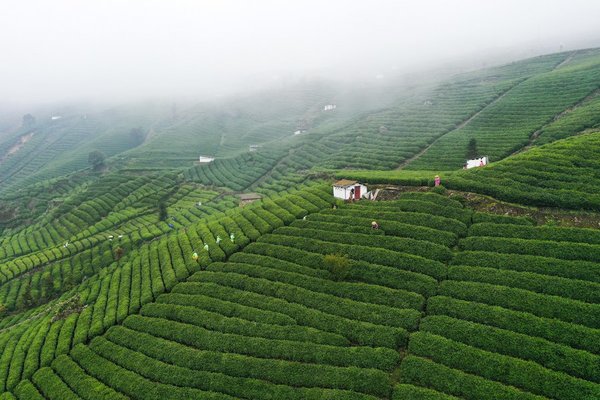 Pre-Qingming Tea Harvesting in Full Swing Across China