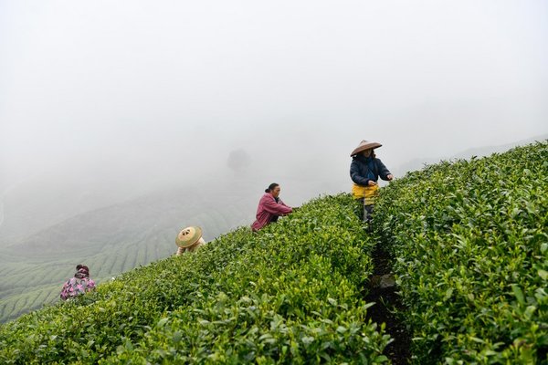 Pre-Qingming Tea Harvesting in Full Swing Across China