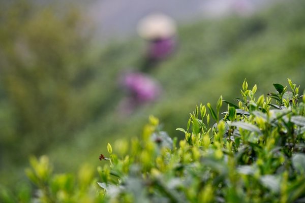 Pre-Qingming Tea Harvesting in Full Swing Across China