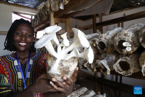 Feature: Chinese Juncao Technology Spells Bright Future for Tanzania's Mushroom Growers