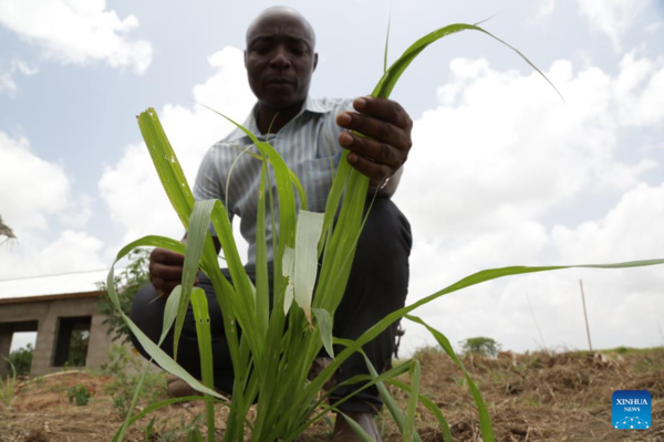 Feature: Chinese Juncao Technology Spells Bright Future for Tanzania's Mushroom Growers