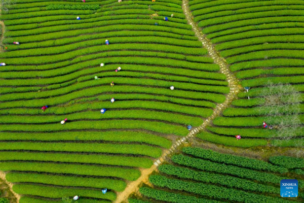 Farms a Hive of Activity Across China