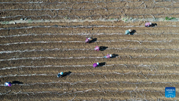 Farmers Work in Sugar Cane Fields in Dahua Township, Guangxi