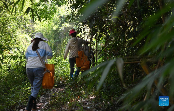 Hainan's Maona Village Promotes Rural Tourism to Increase Locals' Incomes, Expedite Rural Revitalization