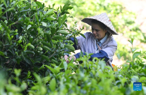 Hainan's Maona Village Promotes Rural Tourism to Increase Locals' Incomes, Expedite Rural Revitalization