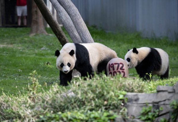 'Pandaversary' Underlines 50 Years of Successful China-U.S. Collaboration on Giant Panda Conservation