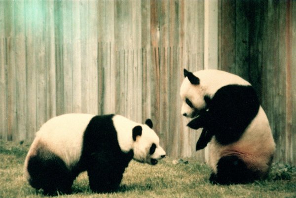 'Pandaversary' Underlines 50 Years of Successful China-U.S. Collaboration on Giant Panda Conservation
