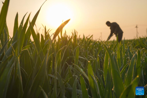 Spring Farming Across China