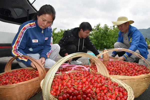 'Cherry Village' Bids Farewell to Grey Past