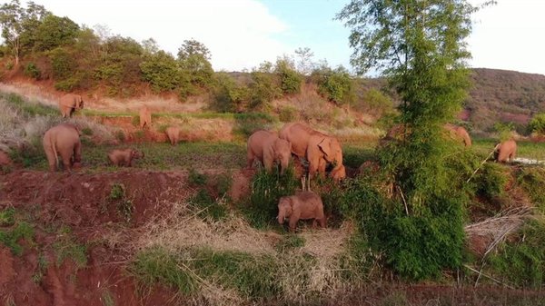 Wild Elephants' Epic Journey in China | Stories Shared by Xi Jinping