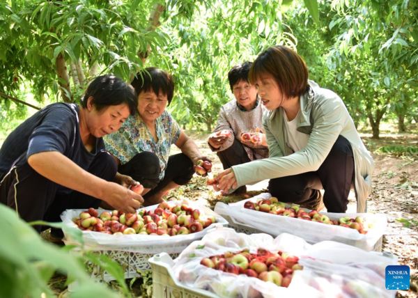 E-commerce Helps to Promote Local Agricultural Products in Weixian, Hebei