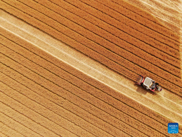 Farmers Reap Winter Wheat in Gaomiaoli Village, East China's Shandong