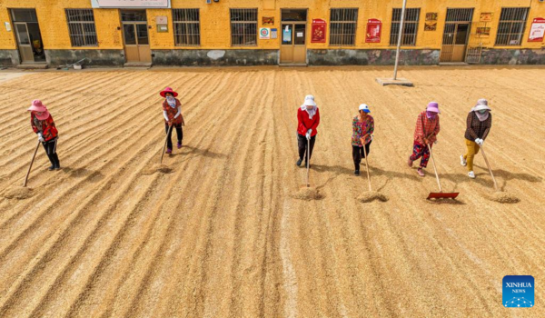 Farmers Reap Winter Wheat in Gaomiaoli Village, East China's Shandong