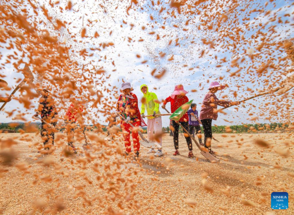 Farmers Reap Winter Wheat in Gaomiaoli Village, East China's Shandong