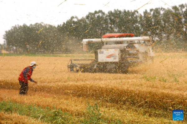 Farmers Reap Winter Wheat in Gaomiaoli Village, East China's Shandong