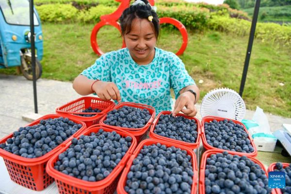 Blueberries Enter Harvest Season in China's Guizhou