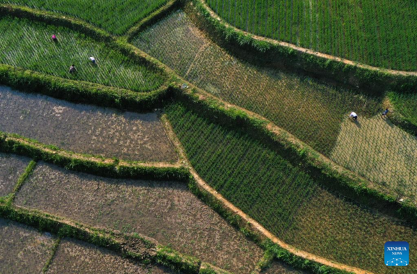 Farmers Busy with Summer Farming Across China