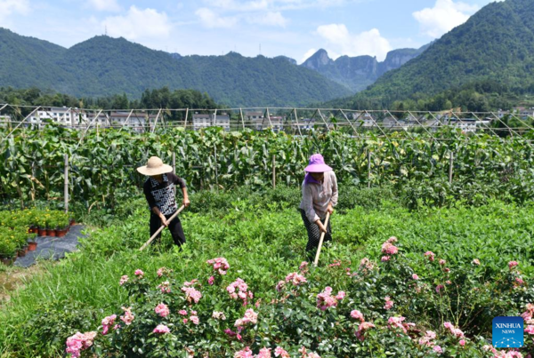 Farmers Busy with Summer Farming Across China