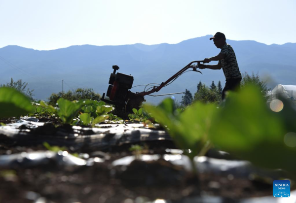 Farmers Busy with Summer Farming Across China