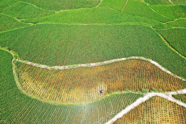 Farmers Busy with Summer Farming Across China