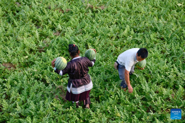 Watermelon Sales Boost Villagers' Income in Rongjiang County, Guizhou