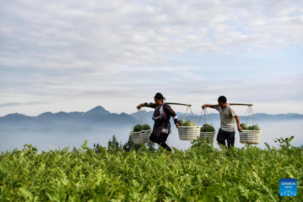 Watermelon Sales Boost Villagers' Income in Rongjiang County, Guizhou