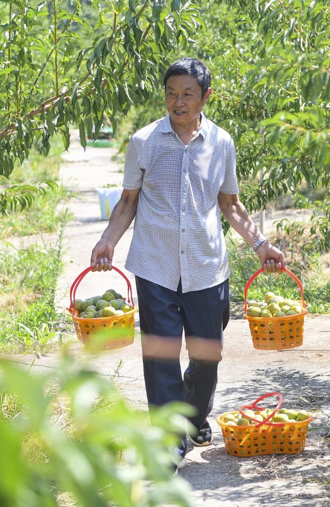 Fruit Planting Helps Improve Environment and Villagers' Income in SW China's Chongqing