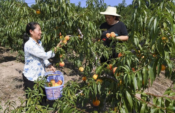 Fruit Planting Helps Improve Environment and Villagers' Income in SW China's Chongqing